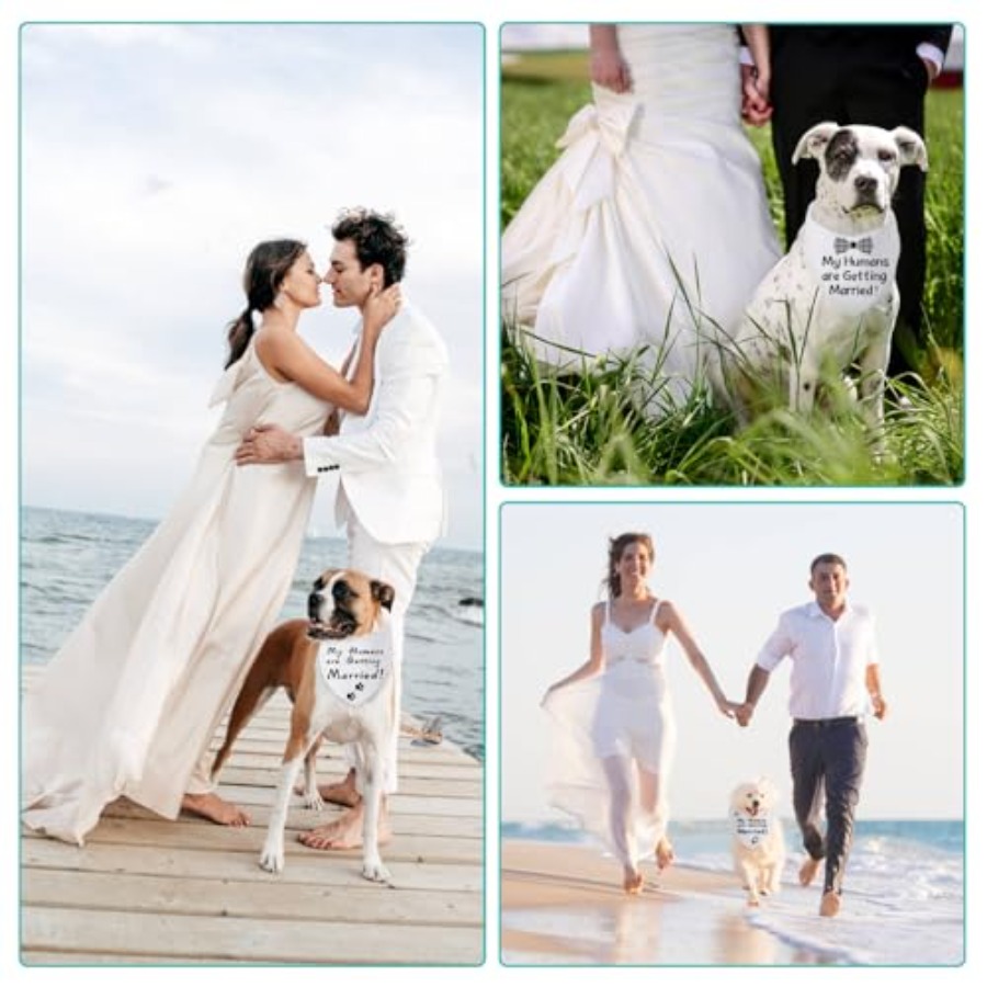 Blank Dog Bandanas Large-1PCS, - Bandana Blank White ulasan dan harga